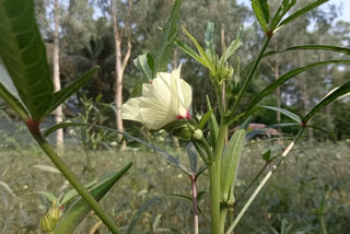 okra farmers problem in north dinajpur during lockdown situation