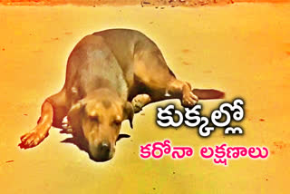covid symptoms, covid symptoms in street dogs, street dogs infected with corona