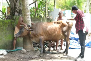 കന്നുകാലികൾക്ക് കുളമ്പുരോഗം  ക്ഷീരകർഷകൻ  വെറ്റിനറി സർജൻ  Foot and mouth disease Kottayam district  കോട്ടയം കുളമ്പുരോഗം വാർത്ത