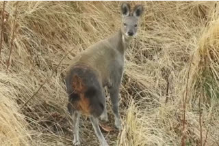Musk deer seen in the Wild Century area of Kedarnath Forest Division
