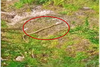 9-ft-long cobra spotted at 2,240m altitude in Uttarakhand's Pithoragarh