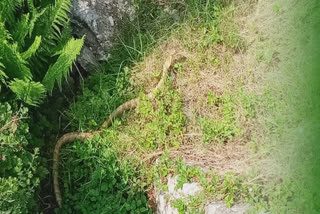 9-feet-long-cobra-found-in-munsiyari-at-an-altitude-of-7-thousand-feet