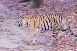 Tourist got a glimpse of 'Kajri' in Bandhavgarh Tiger Reserve