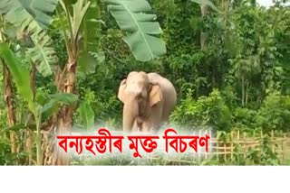 elephent come out from forest for food