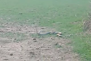 snake world unique video of sagar gone viral