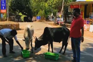 volunteer organisation food provide to street animals