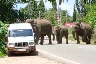 Elephant herd crossing the road in Kodagu District