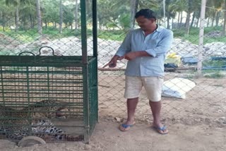 leopard captured in hasan