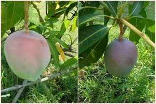 world-most-expensive-japanese-mango-production-in-jabalpur