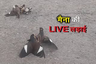 live-battle-of-starling-in-jamshedpur