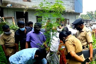 Cannabis plants found Near the guest workers rental house  Cannabis plants  കഞ്ചാവ് ചെടി  guest workers rental house  അഥിതി തൊഴിലാളി  പൊലീസ്  എക്‌സൈസ്  ബംഗാൾ