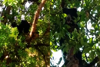 Bear climbs tree in Kanker