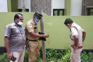 Cannabis plant found in road side; Police search for culprits  Cannabis plant  Kerala  cannabis  கஞ்சா  கேரளா  சுற்றுச்சூழல் தினம்