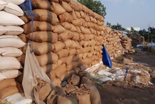 paddy getting wasted due to negligence of administration in Balodabazar