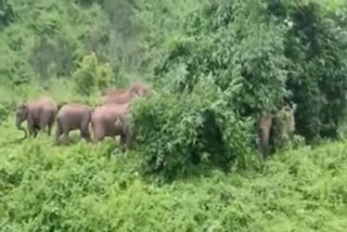 Herd of elephants entered human habitat in Boko