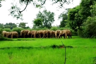 Youth dies due to elephant attack in Jashpur