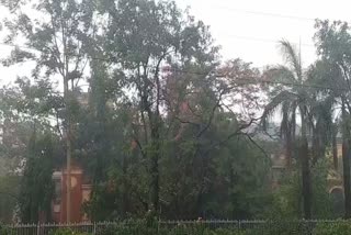 Nagpur rain trees damage
