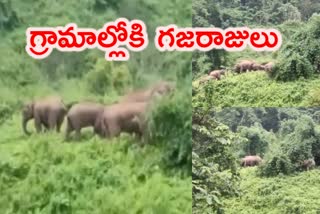 Herd of elephants entered human habitat in Boko