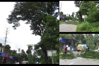 trees pose threat to national highway  kumali  idukky  സംസ്ഥാനപാതയിൽ അപകട ഭീഷണി ഉയർത്തിയ മരങ്ങൾ മുറിച്ച് അധികൃതർ  ഇടുക്കി  കുമളി മൂന്നാർ സംസ്ഥാനപാത