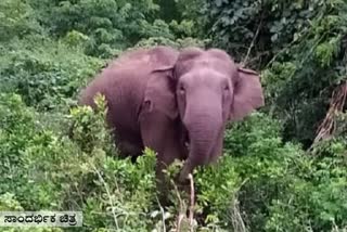 The forest department that drove the elephant into the woods in Chikmagalur