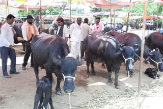 गुरांच्या बाजाराला तेजी