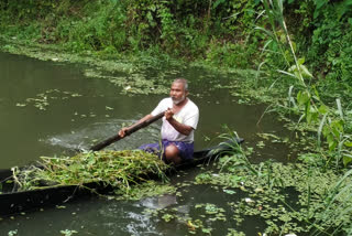 Assam's forest