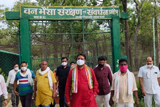 Chandradev Rai reached Udanti wild Buffalo breeding center