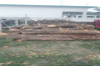 Police caught two people stealing illegal wood
