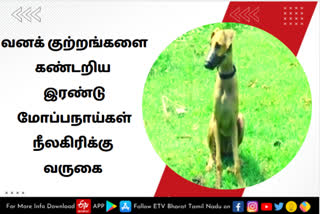 நீலகிரிக்கு வந்தடைந்த இரண்டு மோப்பநாய்கள்