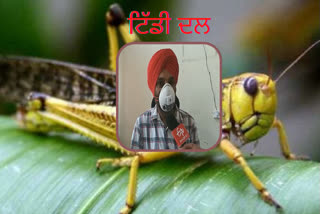 Locust swarms: ਟਿੱਡੀ ਦਲ ਦੇ ਹਮਲੇ ਨੂੰ ਰੋਕਣ ਲਈ ਖੇਤੀਬਾੜੀ ਵਿਭਾਗ ਤਿਆਰ