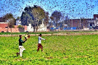 Locust attack in Rajasthan,  Locust Alert Organization