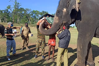 28 elephants undergo COVID-19 test in TN's Mudumalai reserve