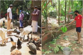 Former city council chairman and volunteers helps animals  കുടുംബത്തിലെ എല്ലാവർക്കും കൊവിഡ്  മിണ്ടാപ്രാണികള്‍ക്ക് തുണയായി മുന്‍ നഗരസഭാ ചെയര്‍മാനും സന്നദ്ധ പ്രവര്‍ത്തകരും  കൊവിഡ്  സന്നദ്ധ പ്രവര്‍ത്തകർ  കാഞ്ഞങ്ങാട്  കൊവ്വല്‍പള്ളി