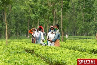 করোনার দ্বিতীয় ঢেউয়ে ক্ষতির মুখে বাংলার চা শিল্প