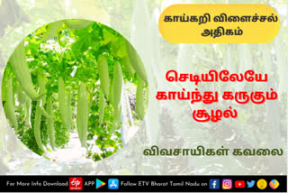 vegetables-farmers-spl-story