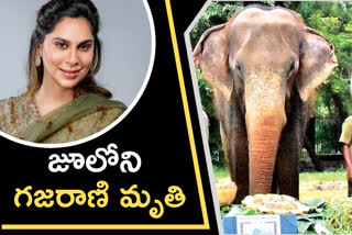 female elephant died