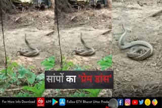 video of snake couple goes viral in ayodhya  video of snake couple  ayodhya snake couple viral video  ayodhya snake couple video  ayodhya viral video  snake couple expressing love video  ayodhya news  snake viral video  अयोध्या की ताजा खबर  सांप वायरल वीडियो  अयोध्या वायरल वीडियो  अयोध्या सांप वायरल वीडियो  हैरिंग्टनगंज ब्लॉक  ग्राम सभा हरिनाथपुर