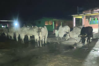 20 cow rescued before being smuggled to bangladesh in Phansidewa siliguri