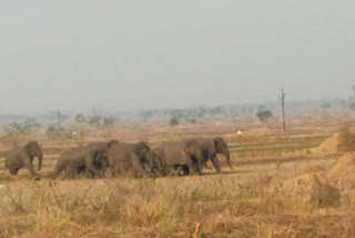 one people-were-killed-in-the-elephant-attack