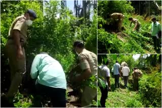 wayanad tree cuting case  tree cuting case  മരംമുറി കേസ്  മുട്ടില്‍ മരം മുറി കേസ്