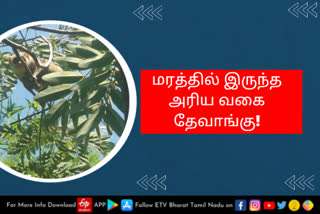 மரத்தில் இருந்த அரிய வகை தேவாங்கு