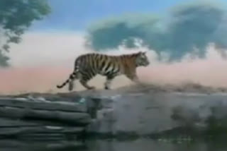 watch-tigers-cat-walk