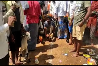 Animal sacrifice in Mandya to free from corona