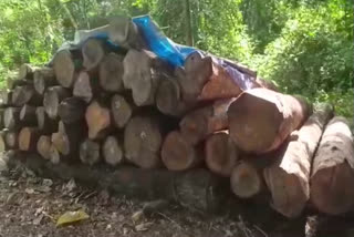 Teak trees seized  Teak trees  malappuram nilambur  nilambur  റവന്യൂ പട്ടയഭൂമി  പട്ടയഭൂമി  തേക്കുമരങ്ങൾ പിടിച്ചെടുത്തു  തേക്കുമരങ്ങൾ  തേക്ക്