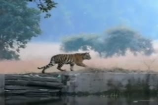 VIDEO : रॉयल बंगाल टायगरचा कॅटवॉक...