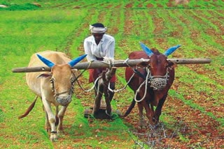 खरीप पिकांसाठीचे हमीभाव जाहीर, कोणत्या पिकाला किती हमीभाव ?