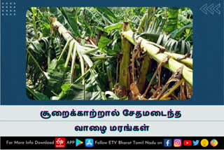 சூறைக்காற்றால் 5 ஆயிரம் வாழை மரங்கள் சேதம்