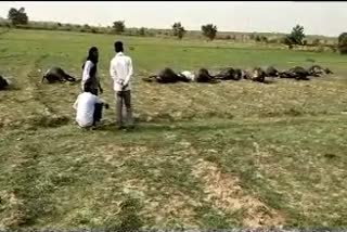 धौलपुर की खबर,  हिन्दी खबर , Rajasthan News , Dholpur News , 17 buffaloes and one cow died