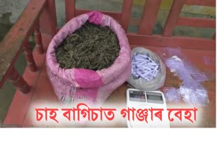 hemp-seized-at-namrup-tea-estate