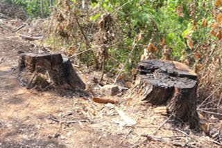 tree felling incident in idukki  chinnakanal  timber smuggling  district administration  ചിന്നക്കനാൽ മരം മുറിക്കൽ വിവാദം; കര്‍ശന നടപടികളുമായി ജില്ലാ ഭരണകൂടം  മരം മുറിക്കൽ വിവാദം  ജില്ലാ ഭരണകൂടം